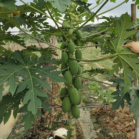 **“热带水果自由”时代来临：价格、品质、供应链与消费者体验的全面对比**